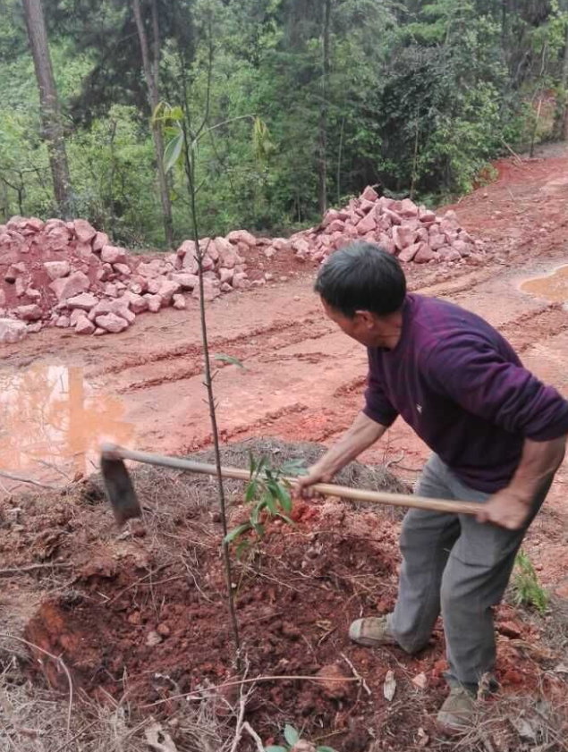 石城山工区施底肥，苗木修剪及栽植4.png
