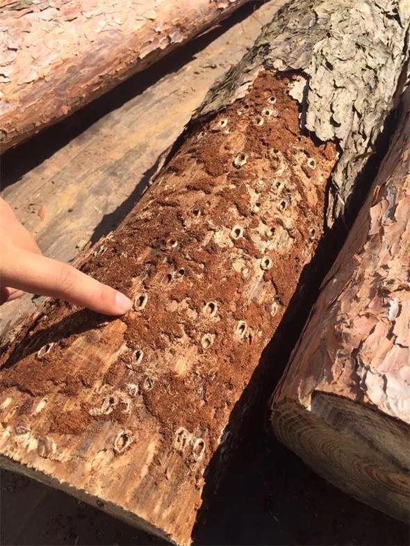 14 松褐天？拥.jpg